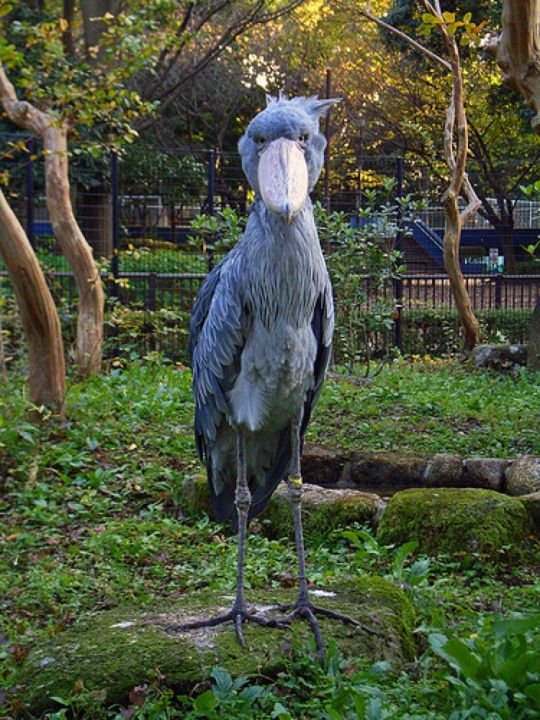 are shoebill storks friendly to humans